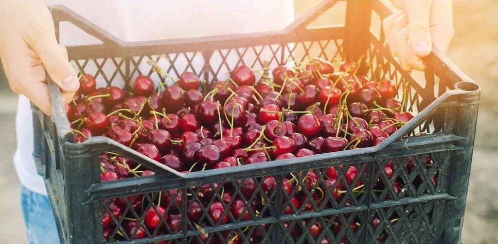 Person holding a black crate of freshly picked red cherries outdoors in natural light.